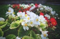 Begonia obliqua is the type species of the genus Begonia and the species to which Plumier first gave the name Begonia