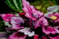 Begonia, They occur naturally in moist climates in tropical and sub-tropical Asia, Royalty Free Stock Photo