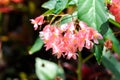 Begonia or pink flower begonia