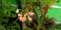 begonia pink flower with leaf background in garden Royalty Free Stock Photo