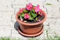 Begonia plant with dark pink flowers with yellow center and light green leaves growing in single plastic flower pot on stone tiles Royalty Free Stock Photo