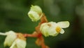 Begonia plant and flower Malay Peninsula in cultivation greenhouse technology for scientific research science of gene