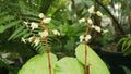 Begonia plant and flower Malay Peninsula in cultivation greenhouse technology for scientific research science of gene