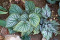 Begonia Plant Green leaves with a white pattern, edge of the leaf is red feathers. Plant for home decoration. Garden flora in Royalty Free Stock Photo