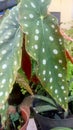 Begonia polkadot red