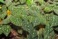 Begonia Pustulata plant in Zurich in Switzerland Royalty Free Stock Photo