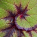 Begonia Rex Fireflush Royalty Free Stock Photo