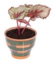 Begonia rex Royalty Free Stock Photo