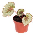 Begonia rex Royalty Free Stock Photo