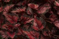 Begonia Rex-hybrid, Begonia Rex Cultorum. Royalty Free Stock Photo