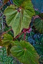 Begonia rex leaf Royalty Free Stock Photo