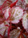 Begonia rex leaves in the garden. Royalty Free Stock Photo