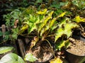 Begonia rex ornamental plant for a unique home garden