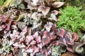 Begonia rex Putz Painted-leaf begonia Begoniaceae or Heuchera sanguinea Engelm Coral Bells Saxifragaceae Royalty Free Stock Photo