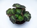 Begonia Rex soli mutata is a genus of perennial flowering plants Royalty Free Stock Photo