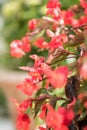 Begonia rouge corail