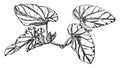 Begonia Sanguinea vintage illustration