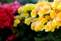 Begonia Semperflorens Royalty Free Stock Photo