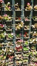 Vertical plantation of Begonia semperflorens in a sunny day