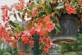 Begonia semperflorens