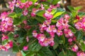 Begonia Semperflorens. Royalty Free Stock Photo