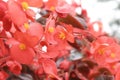 Begonia semperflorens (Wax begonia)