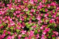 Begonia semperflorens pink flowers