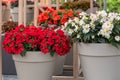 Begonia Semperflorens planted in big pots, flower shop display, decorative plants