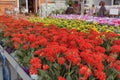 Begonia in shop for greenhouse cultivation of indoor flowers