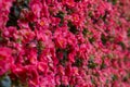 Begonia spp flowers in different colors such as pink, orange and white flowers throughout the year. Royalty Free Stock Photo