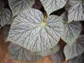 Begonia texture of nature plants leafes Royalty Free Stock Photo