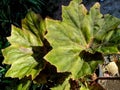 Begonia is a type of flowering plant that blooms all year round from the Begoniaceae family. Royalty Free Stock Photo