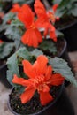 Begonia. Unique begonia flowers field. Begonia in pots. Floral pattern. Flowers background