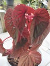 Begonia Volka Red Plant on white potted