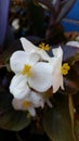 Begonia white