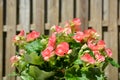 Backyard Begonias