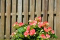 Backyard Begonias