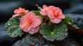 begonias captured in a moment of serene beauty their petals and leaves sparkling with rainwater