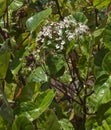 Begonias in Costa Rica