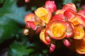 Begonias flower