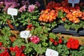 Begonias and geraniums are sold outside on a sunny spring day