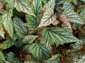 begonias, ornamental plants with colored nodules