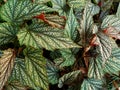 begonias, ornamental plants with colored nodules