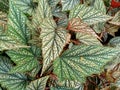 begonias, ornamental plants with colored nodules