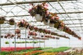 Begonias plants hanging in white pots in springtime, ready for export