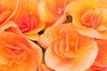 Begonias with Raindrops Royalty Free Stock Photo