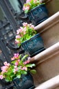 Begonias on Stairs