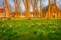 Beguinage yard with wildflowers at springtime, Bruges, Belgium Royalty Free Stock Photo