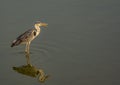 Reflection: Gray heron with beaks open on a lake Royalty Free Stock Photo