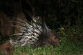 Behavior of porcupine at night. Royalty Free Stock Photo